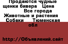 Продаются чудные щенки бивера › Цена ­ 25 000 - Все города Животные и растения » Собаки   . Тюменская обл.